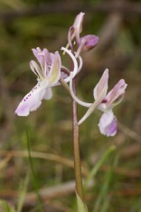 Orchis Troodi