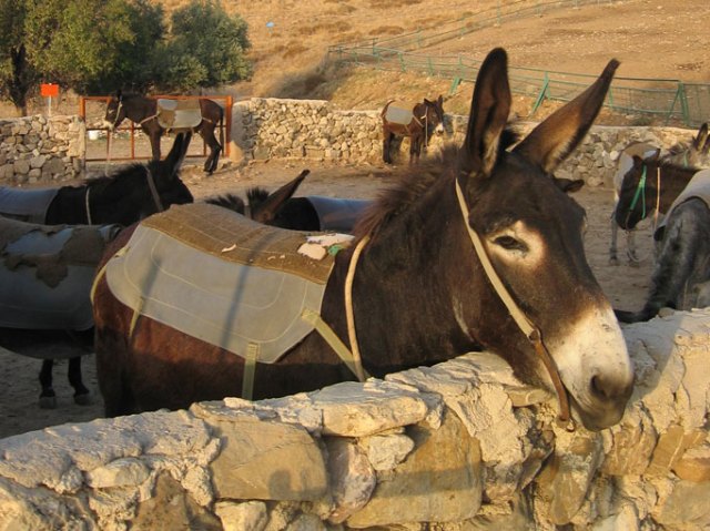 Donkey excursion