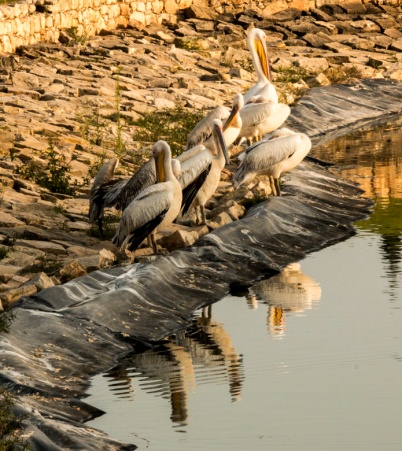 pelicans 1